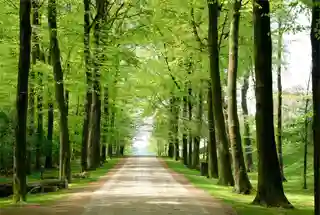 Walking Paths